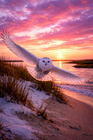 Snowy White Owl