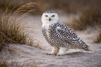 Wildlife