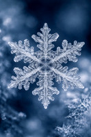 Frozen Creations