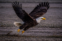 American Bald Eagle