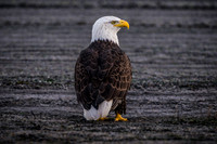 516A0F9C-F38C-44FF-BB31-B3F8CC053E32