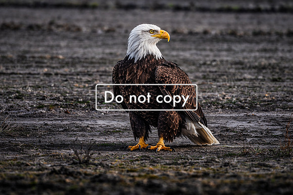 8F1E7D39-F4B0-49FA-87CA-FCDB31C8C409