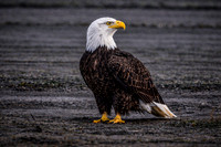 19308A24-72F8-4DBF-B639-5F0C2B553A8D