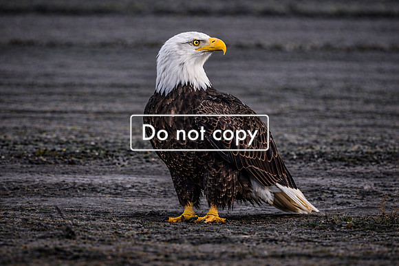19308A24-72F8-4DBF-B639-5F0C2B553A8D